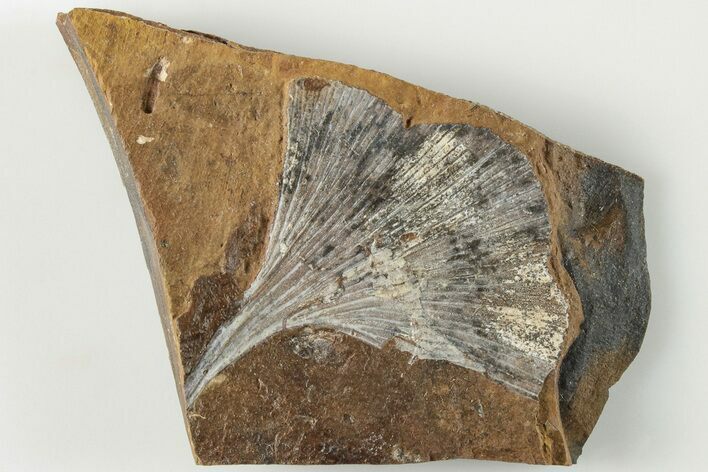Fossil Ginkgo Leaf From North Dakota - Paleocene #201206